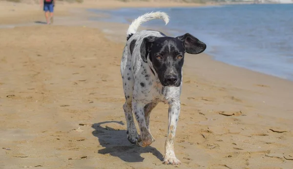 Running Big Dog Aan Zee Strand — Stockfoto