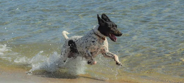 Berenang Big Dog Tepi Pantai Pantai — Stok Foto