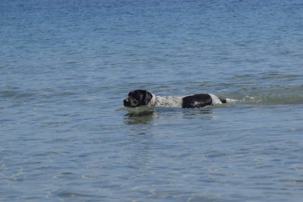 Yüzen Büyük Köpek Sahil Sahil — Stok fotoğraf