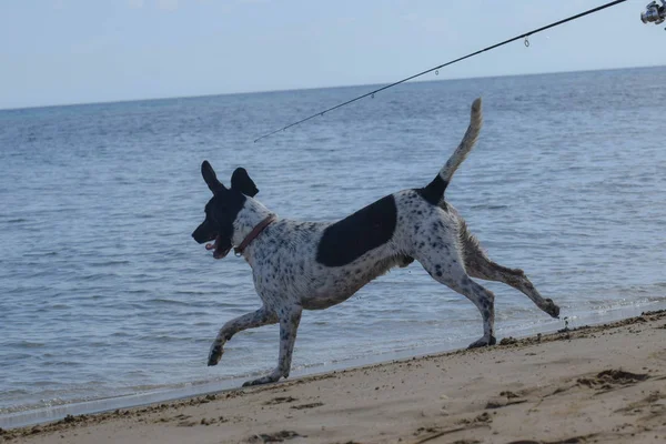 Baignade Big Dog Bord Mer Plage — Photo