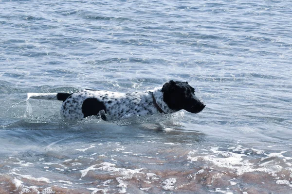 Plavání Velký Pes Moře Pláž — Stock fotografie