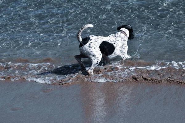 Swimming Big Dog Seaside Beach — Stock Photo, Image
