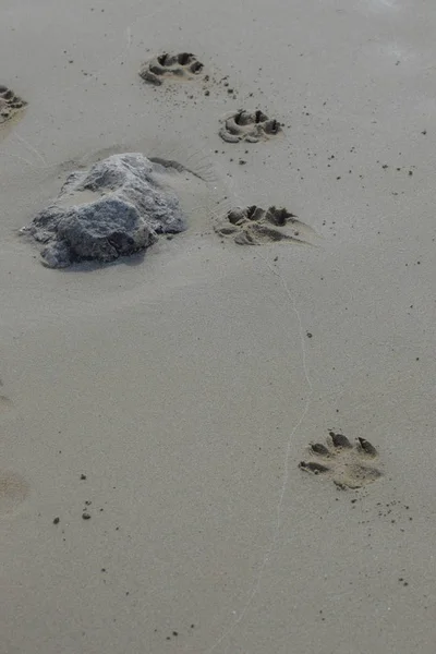 Dogs footprint, sand, background