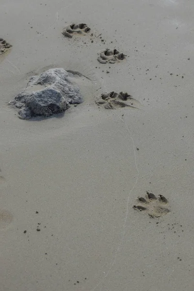 Pegada Cães Areia Fundo — Fotografia de Stock