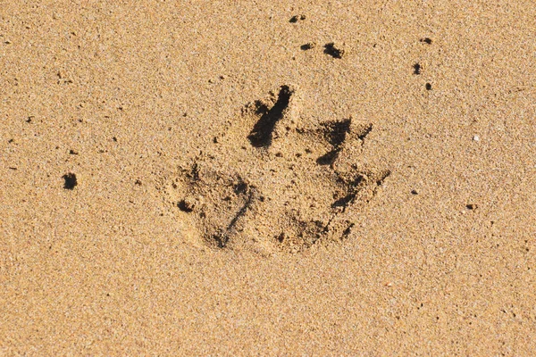 Dogs Footprint Sand Background — Stock Photo, Image