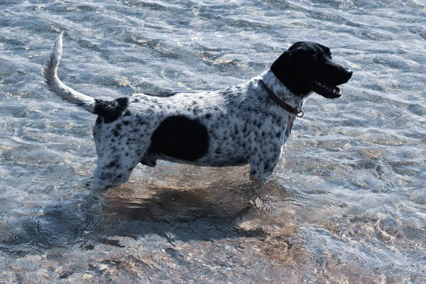 Zwemmen Big Dog Zee Strand — Stockfoto