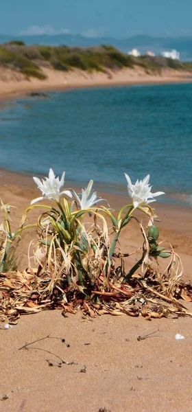 Sea daffodil, sea flower, close up