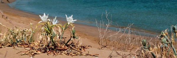 海水仙 海の花 クローズアップ — ストック写真