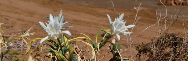 Sea daffodil, sea flower, close up