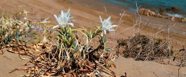 Sea daffodil, sea flower, close up