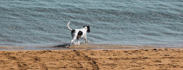 Baignade Big Dog Bord Mer Plage — Photo