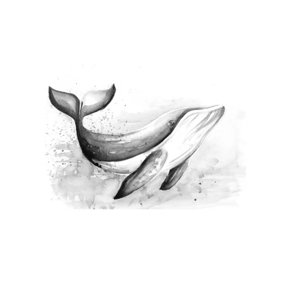 Aquarelle Pittura Balena Schizzo Arte Illustrazione — Foto Stock