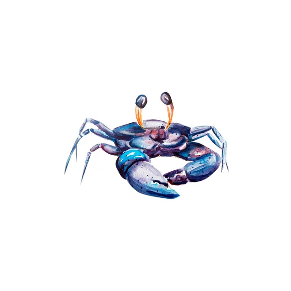 Aquarelle Peinture Crabe Croquis Illustration Art — Photo