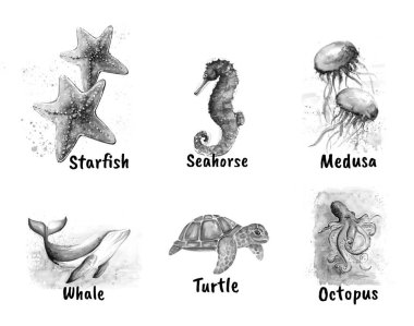 Aquarelle 'in deniz yıldızı çizimi resim çizimi.