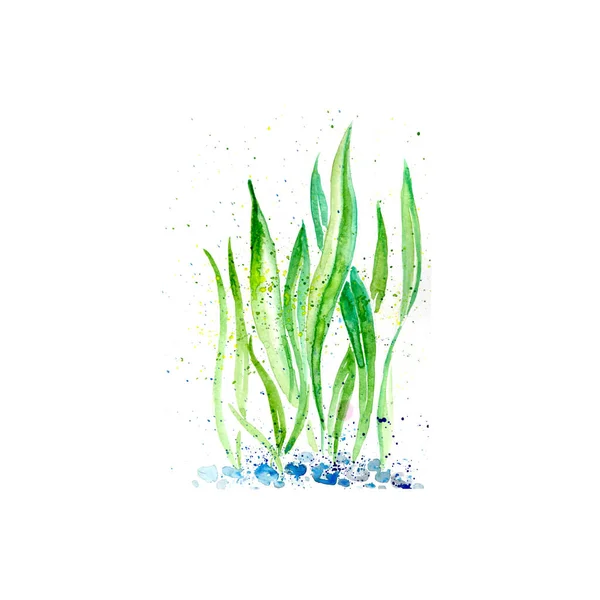 Aquarelle painting of sea plant sketch art pattern illustration