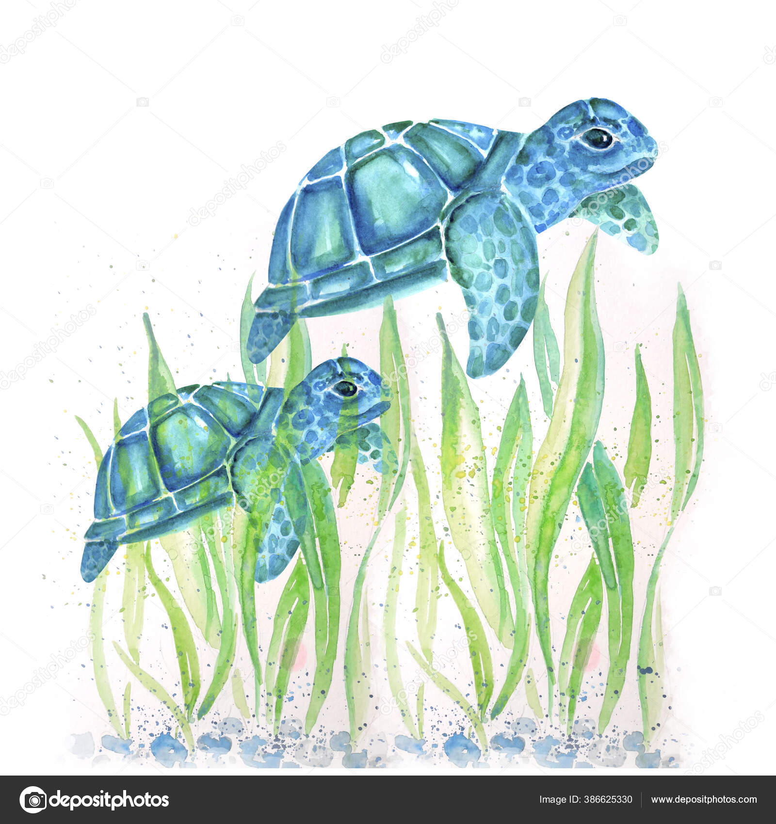 Aquarelle Maleri Skilpadde Skissetegninger Illustrasjon – stockillustrasjon  © krasnenkon.gmail.com #386625330, image size:1600x1700