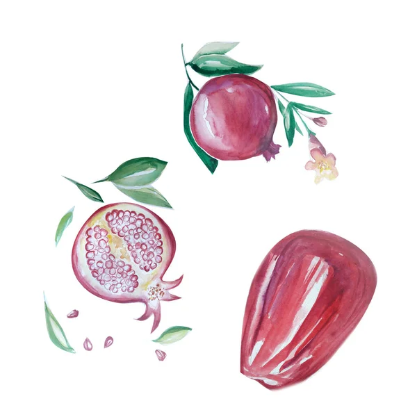 Aquarelle Painting Pomegranate Sketch Art — стокове фото