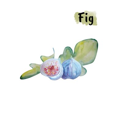 İncir eskiz sanat illüstrasyonunun Aquarelle resmi