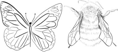 Arılar Arı Çizen Kelebek Resmini Yazdır