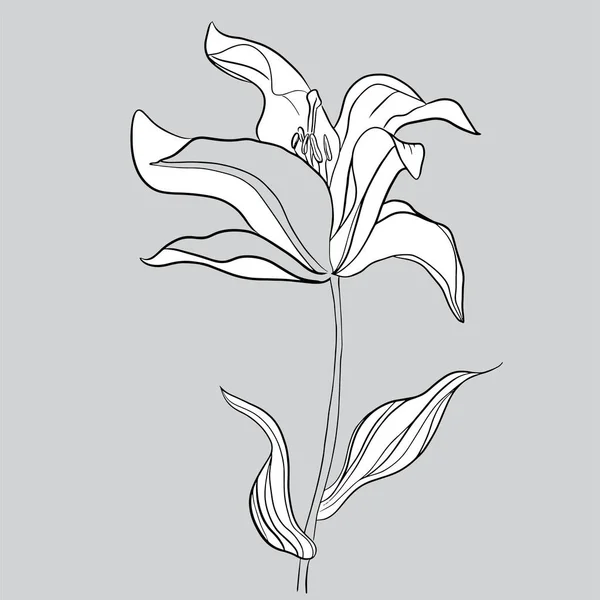 Малюнок Ручного Силуету Тла Векторні Квіти Елемент Дизайну — стоковий вектор