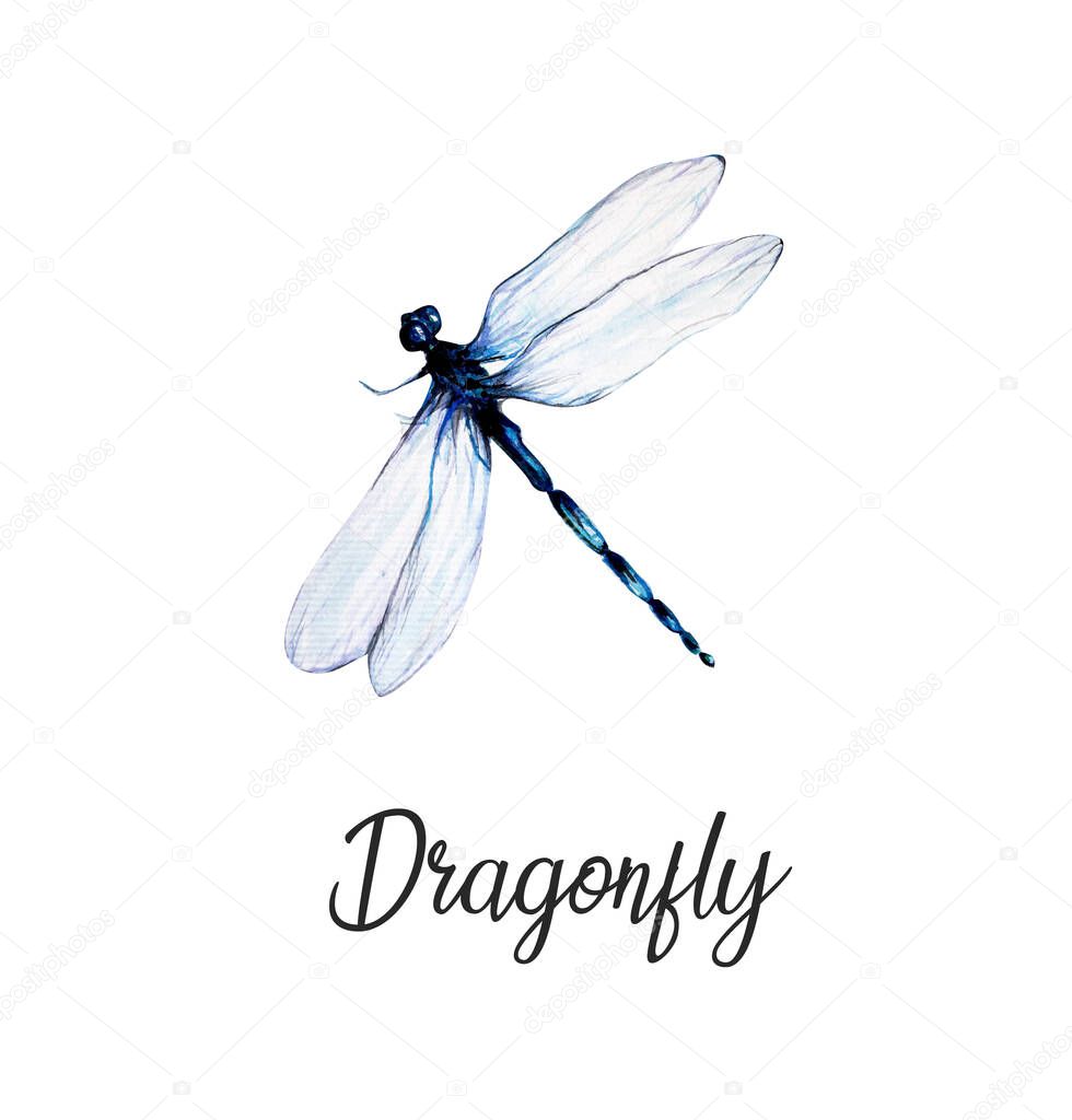Aquarelle painting of dragonfly. Hand drawing, illustration art.