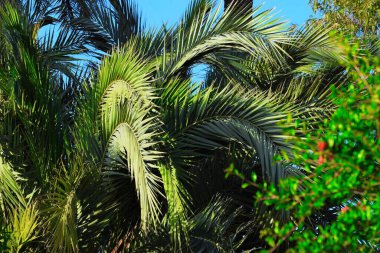 Güzel palmiye ağacı yakın plan, doğa arka plan.