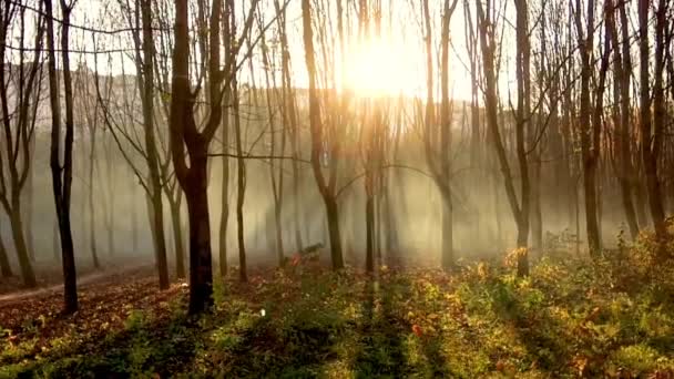 Wald während des Sonnenuntergangs — Stockvideo