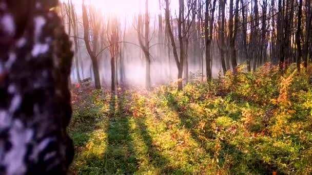 Δάσος κατά το ηλιοβασίλεμα — Αρχείο Βίντεο