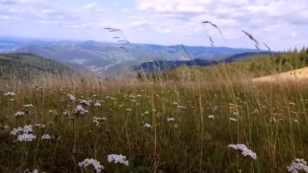 Der Wind bläst grünes Gras in die Berge — Stockvideo