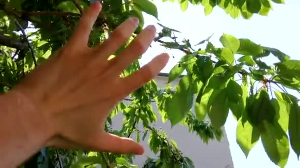 A kéz fogás a nap — Stock videók