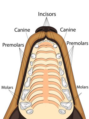 Köpek, konumu ve diş adını üst çene anatomik yapısı