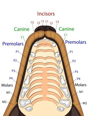 Köpek, konumu ve diş adını üst çene anatomik yapısı