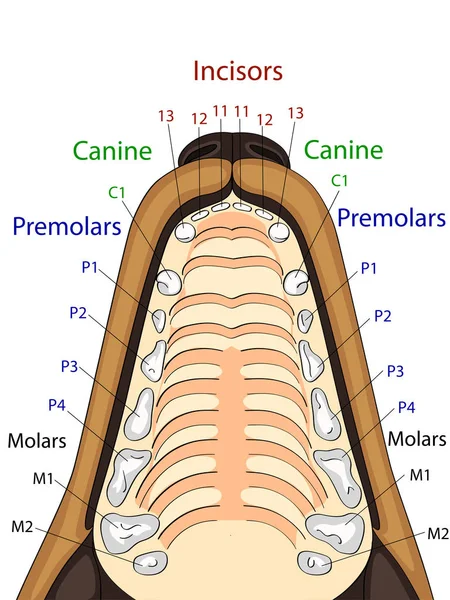 Estrutura anatômica da mandíbula superior do cão, a localização e o nome dos dentes —  Vetores de Stock