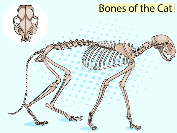Osteologie Du Chat Images Vectorielles Osteologie Du Chat Vecteurs Libres De Droits Depositphotos Osteologie Du Chat Images Vectorielles Osteologie Du Chat Vecteurs Libres De Droits Depositphotos