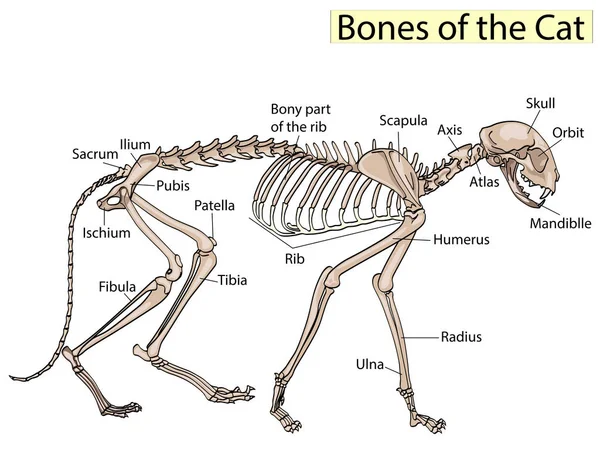 Vector veterinario del esqueleto del gato, osteología del gato, huesos — Archivo Imágenes Vectoriales