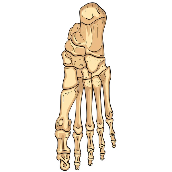 Objeto isolado sobre fundo branco. Ossos do pé com as partes principais rotuladas. De cima, vistas lateral e medial. Vetor — Vetor de Stock