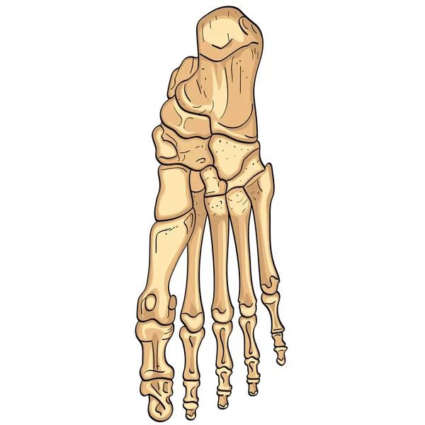Objekt izolované na bílém pozadí. Kosti nohy s hlavní části označené. Shora, laterální a mediální názory. Vektor — Stockový vektor