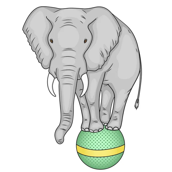 在白色背景上的孤立对象。马戏团的大象站在一个球上。模仿漫画风格。向量 — 图库矢量图片