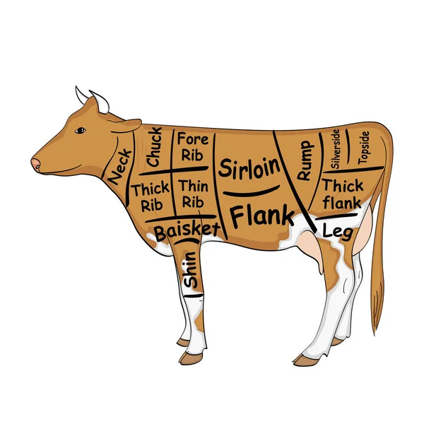 Isolated object on white background. The cow for the restaurant is divided into parts, pieces of bull beef carcass, scheme. Vector — Stock Vector