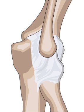 Anatomical design. posterior and radial collateral ligament of the elbow joint. clipart