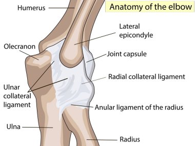 Anatomik tasarım. dirsek eklem posterior ve Radyal Kollateral bağ.