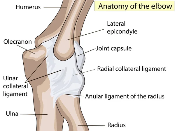 解剖学的デザイン。肘関節の後方とラジアル側副靱帯. — ストック写真