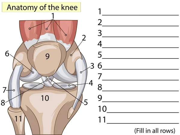 Anatomii. Zapisz się. Struktura kolana stawów raster podstawowego kształcenia medycznego — Zdjęcie stockowe