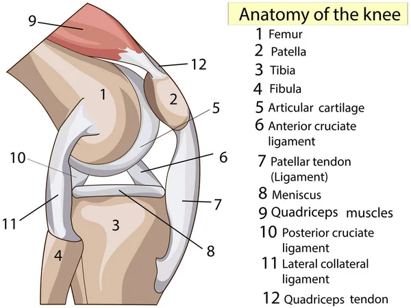 Anatomía. Suscríbete. Estructura rodillera raster Educación Médica Básica —  Fotos de Stock