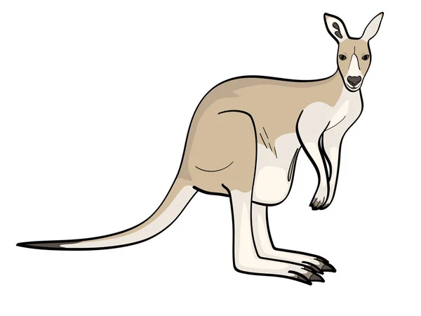 Isoliertes Objekt auf weißem Hintergrund. Ein Tier ist ein canada, ein Känguru-Weibchen. Vektor — Stockvektor