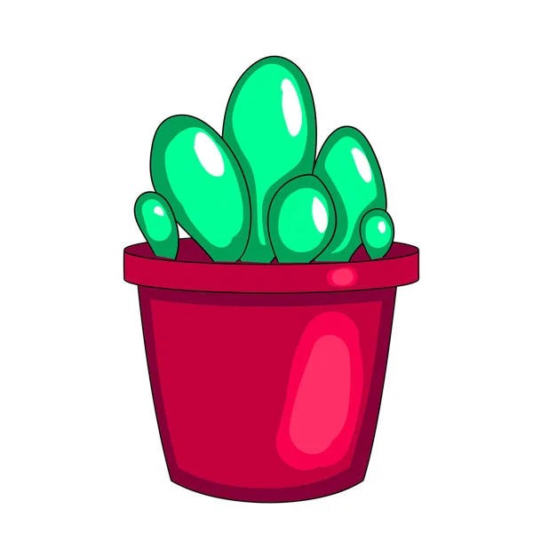 Kolovrátek, kaktus v květináči. Bílé pozadí — Stock fotografie