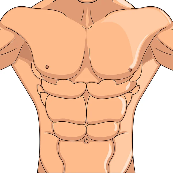 Bodybuilder, Anatomie der Bauchmuskeln Mann. Rasterobjekt auf weißem Hintergrund — Stockfoto