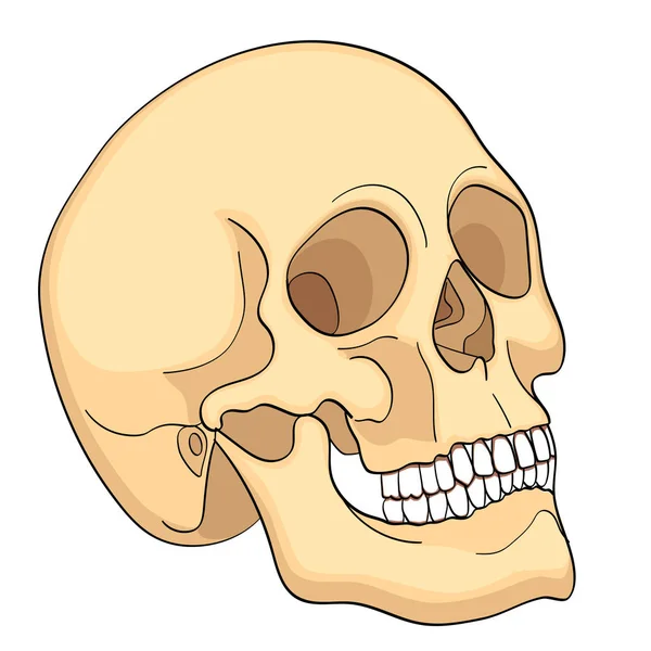 Tableau d'éducation médicale de la biologie Grille de diagramme de crâne humain. Aspect frontal fond blanc éducation médicale de base — Photo
