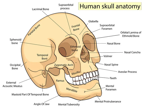 Diagramme de crâne humain d'éducation médicale de la biologie. Raster. Aspect frontal fond blanc éducation médicale de base — Photo