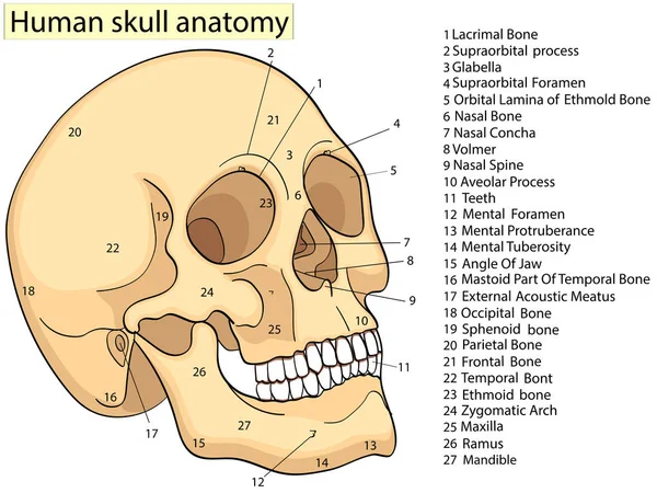생물학 인간의 두개골 다이어그램의 의학 교육 차트입니다. 래스터입니다. 전면 측면 흰색 배경 기본 의학 교육 — 스톡 사진